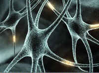 Neuronas en acción