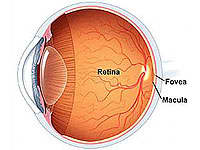 Retina del ojo humano.