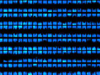 Luces de neón creadas con bacterias e-coli