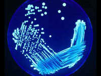 Mycoplasma genitalium, forma de vida sintética