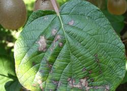 Pseudomonas syringae, afectando una planta de kiwi
