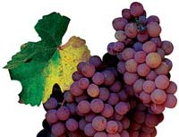 Racimo de uva negra de la variedad Gewürztraminer. Foto: El Mundo