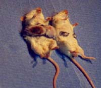 Ratones muertos por radiación