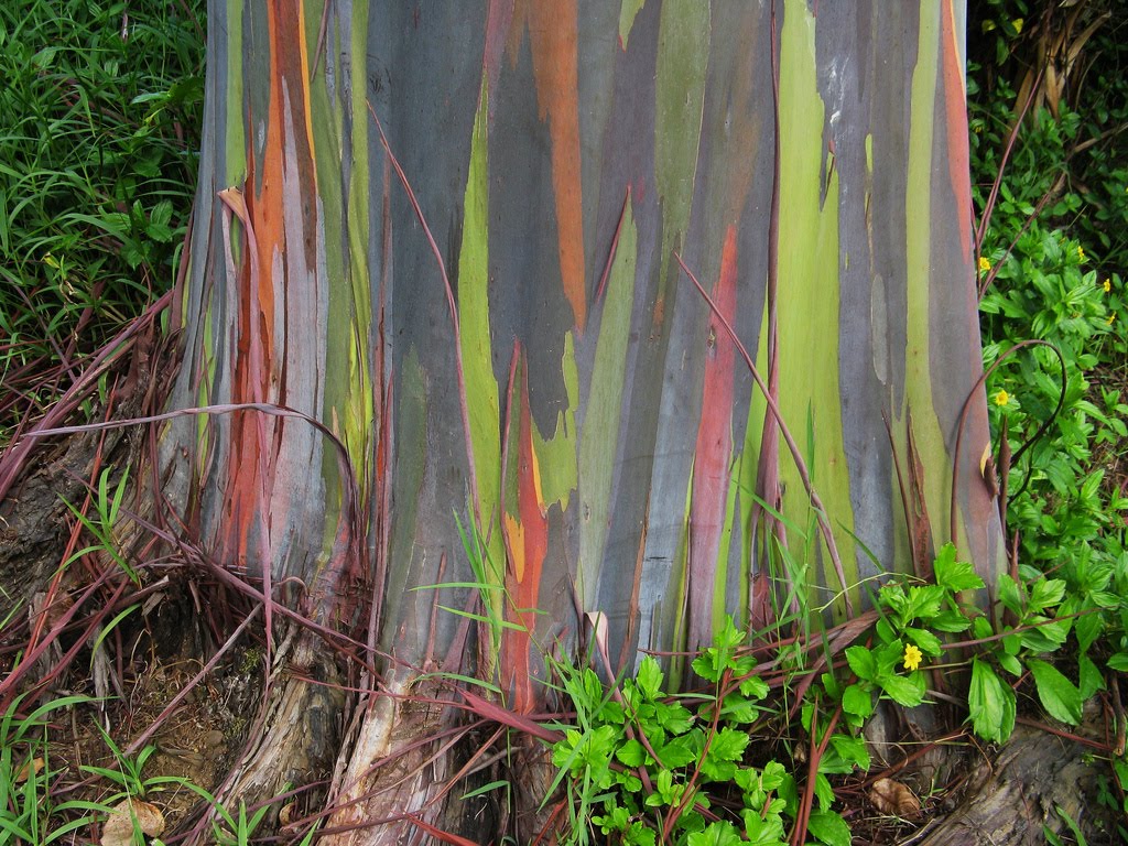 Eucalyptus Deglupta