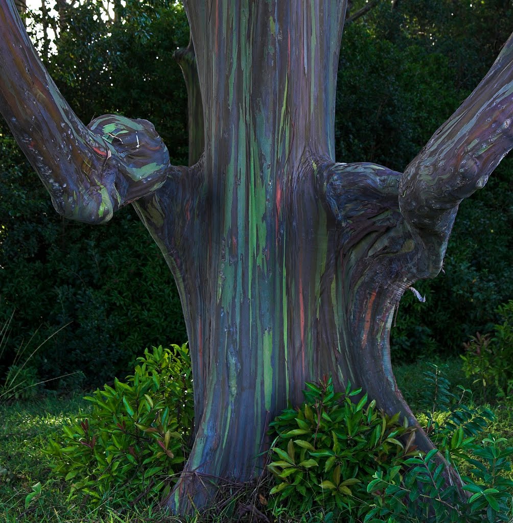 Eucalyptus Deglupta