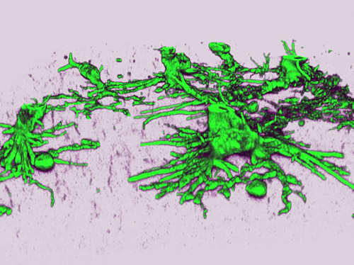 Formaci�n de vasos sangu�neos