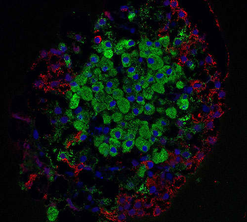 Porci�n del p�ncreas endocrino (Islote de Langerhans). En azul, los n�cleos; en verde, las c�lulas beta productoras de insulina; en rojo, las c�lulas alfa productoras de glucag�n.