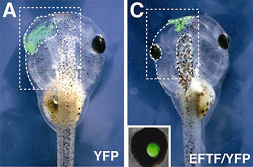 Los cient�ficos quitaron un ojo de un renacuajo y lo reemplazaron con c�lulas madre, el ojo volvi� a regenerarse y en forma funcional. Foto: Michael Zuber