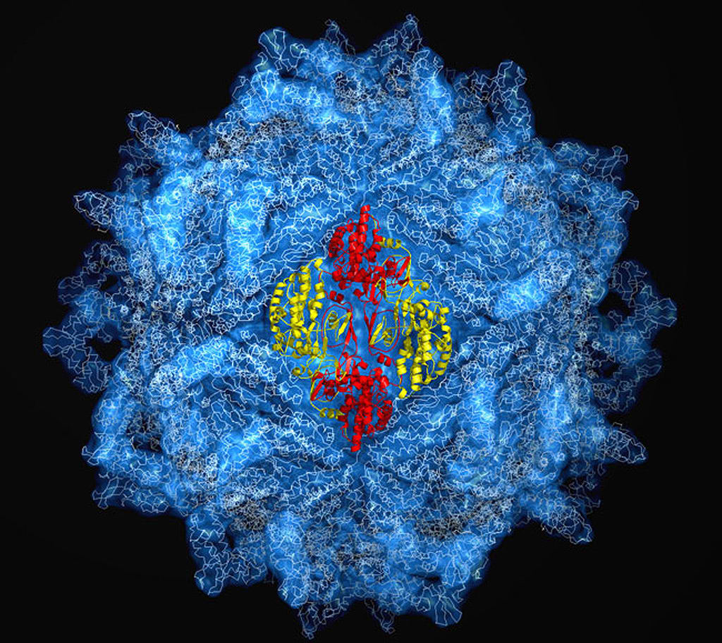 Rayos X de alta energ�a fueron utilizados para identificar los 5 millones de �tomos en la prote�na de la c�pside de la PSV-virus F. Las caracter�sticas de simetr�a de la cubierta son compartidas por cientos de virus. Las secciones de rojo y amarillo ilustran c�mo la construcci�n de bloques de cuatro prote�nas se unen para formar la c�scara esf�rica. Imagen:  J. Tao, J. Pan