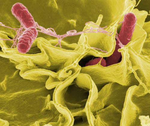 Bacterias de la Salmonella