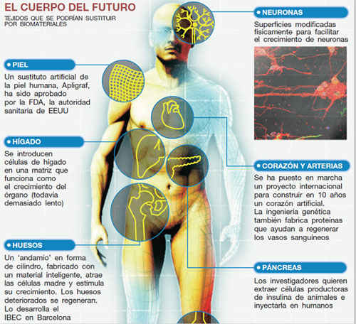 Algunos elementos del cuerpo humano que podr�n reemplazarse. Ilustraci�n Cristina Claverol / El Peri�dico