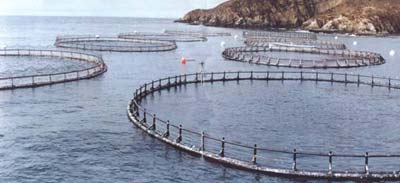 Sistema de jaulas utilizado ampliamente en el cultivo de peces marinos, las posibilidades de la propiedad mar�tima podr�a ayudar a la conservaci�n de especies y ser al mismo tiempo rentable