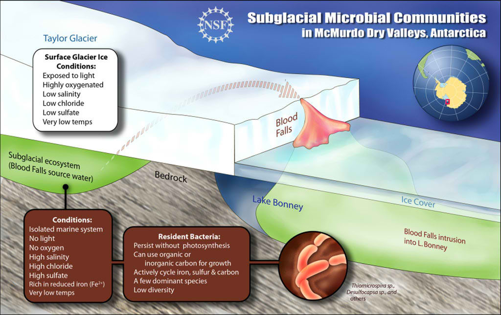 Un conjunto de bacterias proliferan en el agua helada, sin luz ni ox�geno y aliment�ndose con hierro y azufre.