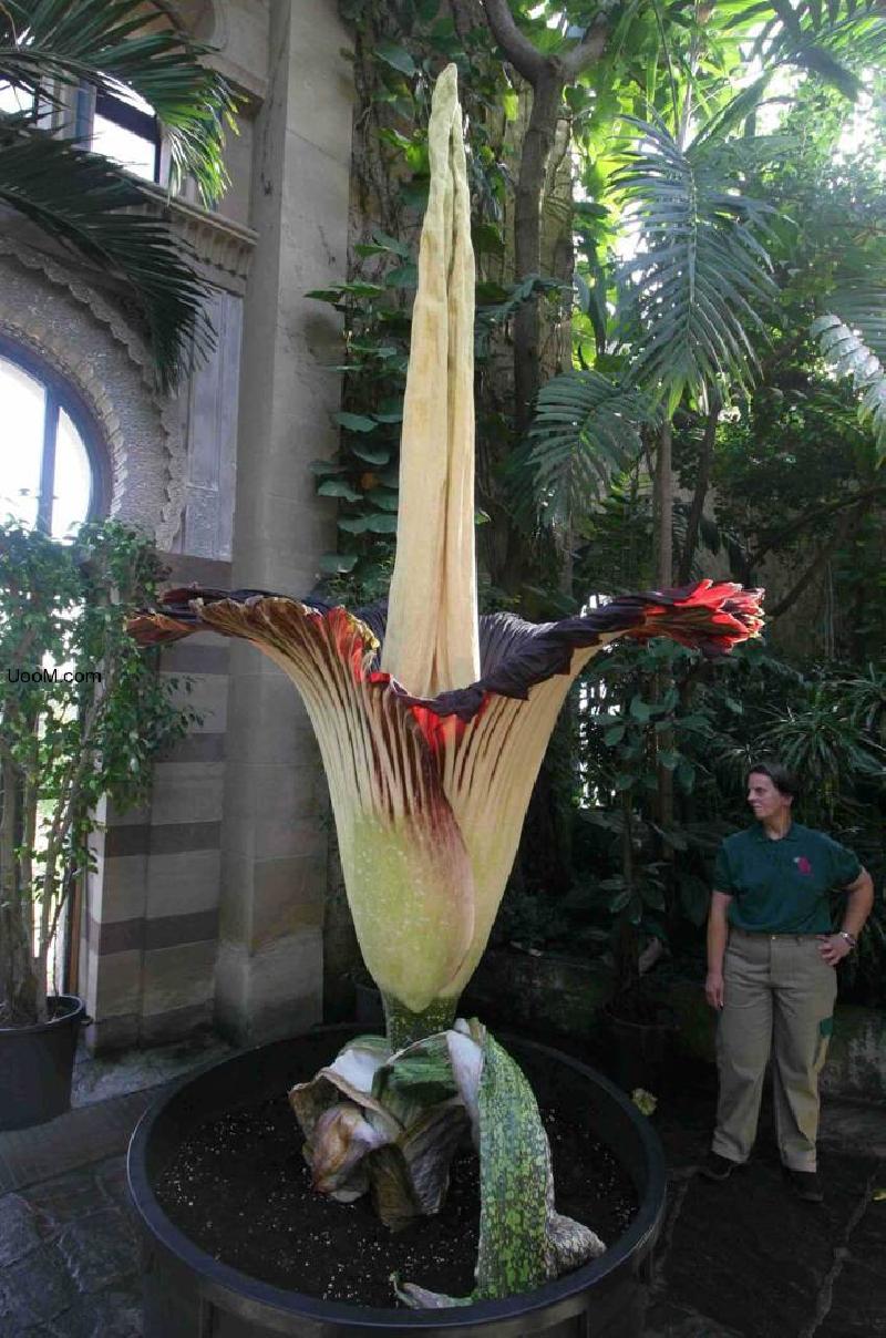 Flor de Amorphophallus titanum que floreci� en Veracruz, M�xico en 2011
