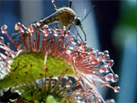 Drosera capensis atrapando un insecto