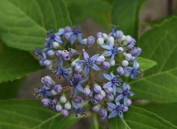 Flor de Chang Shan, la planta posee un componente qu�mico llamado halofuginona que bloquea las reacciones inmunes que pueden causar enfermedades.