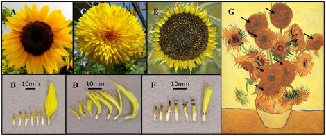 Variedades de girasoles y el cuadro Jarro con quince Girasoles de Van Gogh, el pintor habr�a plasmado las flores de una mutaci�n espec�fica