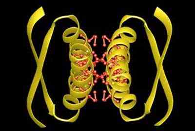 El gen p53, que se encuentra en el brazo corto del cromosoma 17, es uno de los supresores de tumores m�s importantes, tambi�n parece tener relevancia en el mecanismo que produce el bronceado de la piel.