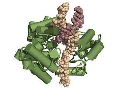 La prote�na TERT (en verde) junto con el ARN (en color crema) y el ADN (en color burdeos). Foto: Instituto Wistar