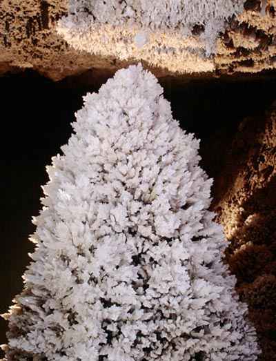 Abeto de yeso milenario