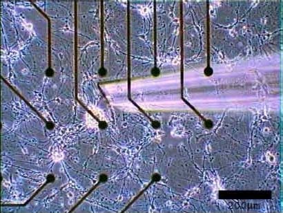Red neuronal con electrodos