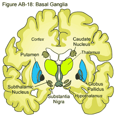 �reas del cerebro afectadas por la enfermedad de Parkinson