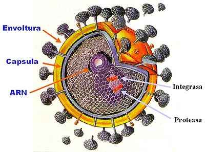 Estructura del virus del VIH