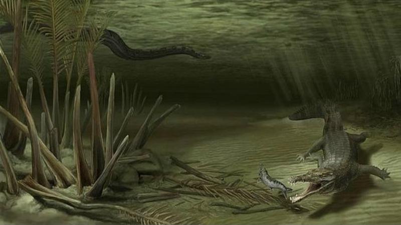 El Acherontisuchus guajiraensis, de 60 millones de a�os (dcha.), con Titanoboa al fondo. Imagen: Danielle Byerley