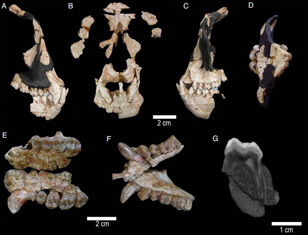 Anoiapithecus brevirostris, un nuevo g�nero y especie de hom�nido f�sil que vivi� hace 11,9 millones de a�os, hallado en el Vertedero de Can Mata en Barcelona