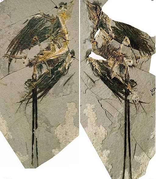 F�sil del Eoconfuciusornis zhengi hallado en China se encuentra muy bien conservado. Foto: Zhou Zhong-He | Instituto de Paleontolog�a y Paleoantropolog�a de Vertebrados en Beijing