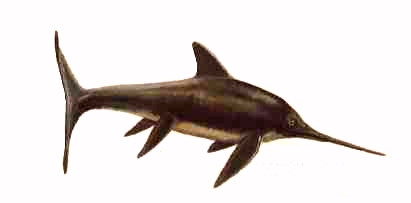 De la familia de los leptopter�gidos, el Eurhinosaurus vivi� en el Jur�sico hace m�s de 70 millones de a�os, su forma recuerda a los modernos delfines aunque estos �ltimos evolucionaron siendo mam�feros.