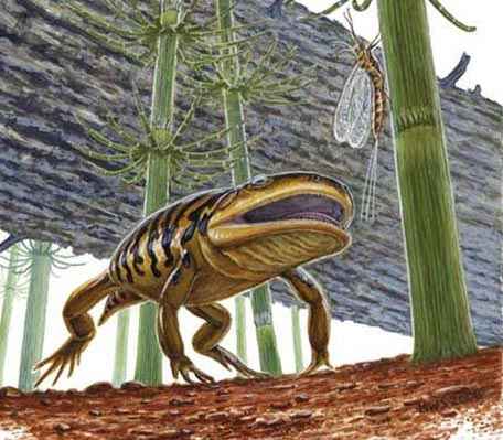 La ranamandra presentaba caracter�sticas comunes a ranas y salamandras