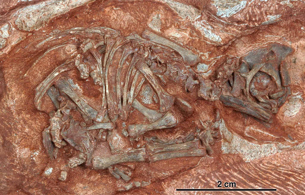 Esqueleto del primer embri�n de Massospondylus. Los materiales claros representan el cascar�n remanente alrededor del esqueleto del embri�n luego de ser expuesto. Foto: Diane Scott