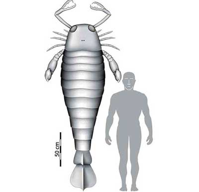 Comparaci�n de la talla del escorpi�n encontrado y un ser humano actual. Ilustraci�n: Universidad de Bristol