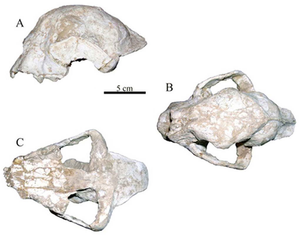 Tres perspectivas del cr�neo fosilizado del guepardo primitivo hallado en China