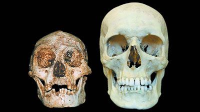 El cr�neo del hom�nido de Flores es muy peque�o comparado con el de un humano moderno. Foto: Archivo Diario Milenio