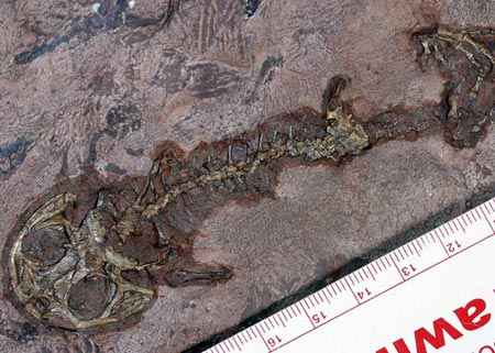 El f�sil de la Gerobatrachus hottoni estudiado por los cient�ficos de la Universidad de Calgary