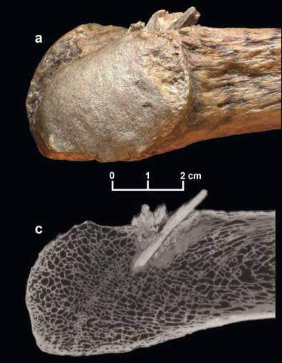 La costilla de mastodonte fue descubierta con una punta de lanza de hueso clavada en su interior. La dataci�n fecha en 1.000 a�os antes de lo previsto esta cacer�a