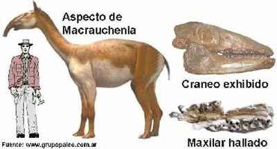 Macrauchenia patachonica, fue un mam�fero de dos metros de altura, tres de largo y 1.400 kilos de peso.