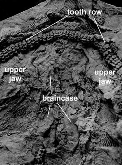 Mand�bula del Ptomacanthus angelicus que  vivi� hace unos 410 millones de a�os, lo cual lo convierte en uno de los animales m�s antiguos conocidos que pose�an una mand�bula.