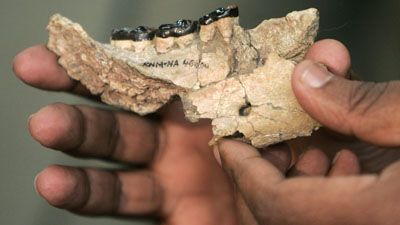 Un cient�fico muestra la quijada de diez millones de a�os extra�da del legendario Valle del Rift. Foto: Antony Njuguna / Reuters