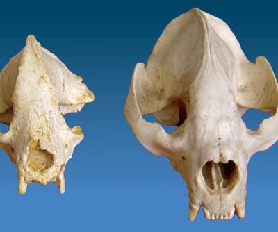 Los dientes y la quijada del panda prehist�rico indican que la especie ya estaba ambientada a una dieta de bamb�.