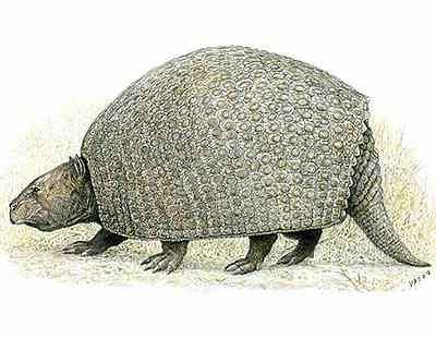 Parapropalaehoplophorus septentrionalis