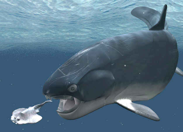 Placodermo Dunkleosteus cazando un pez Gemuendina, ambas especies corresponden al dev�nico.