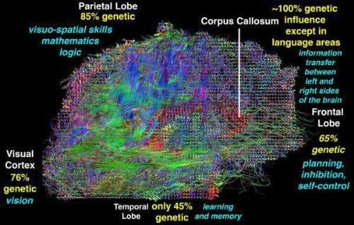 Estructura y funciones de parte del cerebro. Un nuevo estudio ha mostrado m�s evidencias de que la inteligencia puede ser en gran parte heredada, toda vez que los genes determinan la velocidad de proceso de informaci�n de nuestros cerebros.