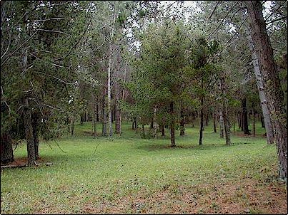 Tambi�n en las laderas del volc�n Cubilche hay algunos bosques sembrados por las comunas vecinas y que son de misteriosa belleza; lobos, conejos, ardillas, chucuries e innumerables especies de aves los utilizan como refugio, el hombre puede hacer mucho por la naturaleza cuando se lo propone.
