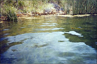 En este lugar espec�ficamente aparecen peque�as exhalaciones de gases volc�nicos inofensivos, noten el fondo amarillento del sulfuro en el agua, la �ltima erupci�n de este volc�n parece haber ocurrido hace 3.000 a�os. 
