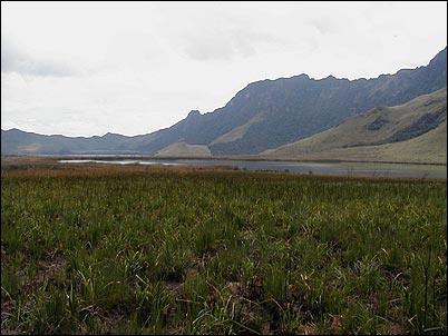 Estas son las pantanosas orillas de la laguna de Huarmicocha. parece ser que debido a la sedimentaci�n la laguna ha ido acort�ndose cre�ndose baj�os cenagosos como estos donde abundan los carrizo, plantas acu�ticas de tierras altas.
