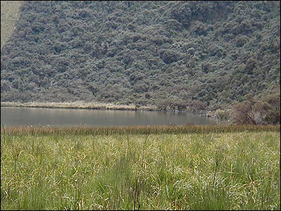 Esta es la laguna de Huarmicocha rodeada tambi�n por las paredes del mojanda y creada quiz� por un peque�o cr�ter adyacente y ampliada por los glaciares parece haber estado desec�ndose por la sedimentaci�n natural provocada por las correntadas de cada lluvia.
