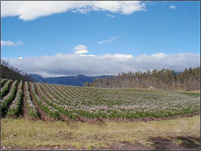 Este ser�a el piso de la caldera, coincidentemente los �rboles est�n ubicados sobre los restos de las paredes de la caldera, as� curiosamente nos dan una idea de la caldera. Hacia la izquierda en cambio los �rboles est�n sobre las laderas de la caldera del Cubilche que ha cubierto en parte al Pangaladera.
